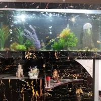 آکواریوم و زیر آکواریوم ام دی اف  با ماهی