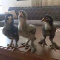 جوجه برهما بلک بلو کوکو|حیوانات مزرعه|مشهد, کارمندان دوم|دیوار