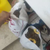 توخمه