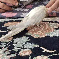 فروش فرش دستی