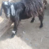 بزخشک