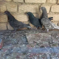 کبوتر|پرنده|خوانسار, |دیوار