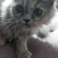 گربه|گربه|رامسر, |دیوار