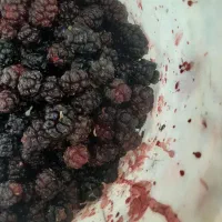 شاه توت درشت آب دار