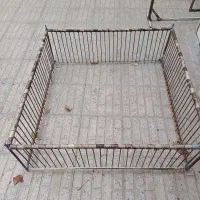 تله گرفتن کفتر (کبوتر)