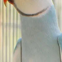 فروش انواع ملنگو های رنگی حدود۲۵جفت قیمت توافقی