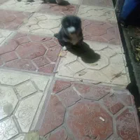 پشمالو|سگ|خان ببین, |دیوار