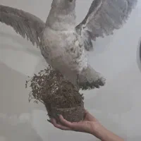 مجسمه مرغ دریایی|مجسمه، تندیس، ماکت|تهران, شهرک رضویه|دیوار