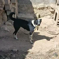سگ گله ای|سگ|داران, |دیوار