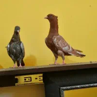 کبوتر سینه سبز و سیاه و سرخ.|پرنده|شیراز, شیشهگری|دیوار