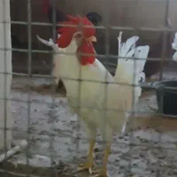 خروس سفید
