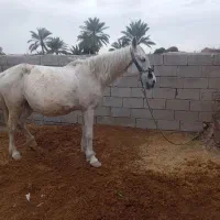 اسب ماده