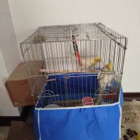 عروس هلندی نرو ماده|پرنده|برخوار, |دیوار