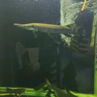 ماهی گار،الیگیتور،+۳۰|ماهی|اردبیل, |دیوار