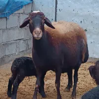 گوسفندبا بره|حیوانات مزرعه|کوهدشت, |دیوار