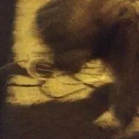 سگ شیتزو تربیت شده|سگ|امیدیه, |دیوار