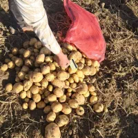 سیب زمینی کالریا مدل ۴۰۲