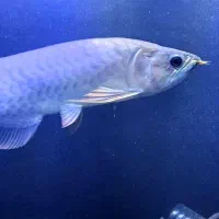 ماهی آروانا گلدن های بک ۳۰سانتی|ماهی|تهران, باغ خزانه|دیوار