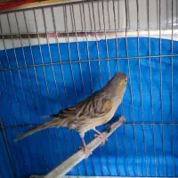 قناری ماده
