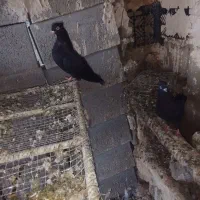 کبوتر خون خالص|پرنده|باغ ملک, |دیوار