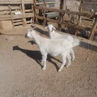 گوسفند کرکیسه سانان