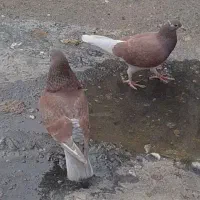 کبوتر کلفه و باش ساری عالی