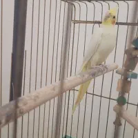 طوطی عروس هلندی