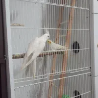 عروس هلندی سفید البینو ماده مست