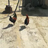 خروس|حیوانات مزرعه|کازرون, |دیوار