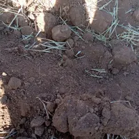 پلاک موتور گم کردم