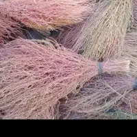 جارو (گزی ) فروشی