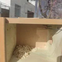 لانه عروس هلندی و مرغ عشق دو عدد