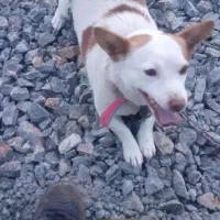 سگ پا کوتاه