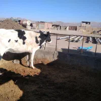 گاو با گوساله ی ماده|حیوانات مزرعه|بیرجند, |دیوار