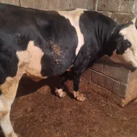 فروش یک راس گوساله نر سمینتال|حیوانات مزرعه|دینور, |دیوار