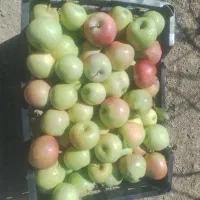 سیب درجه یک