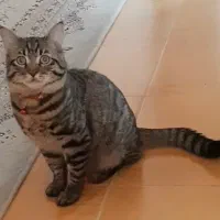 واگذاری گربه خانگی