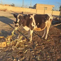 فروش تلیسه آبستن درمهران