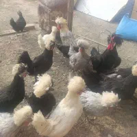 مرغ خروس لهستانی