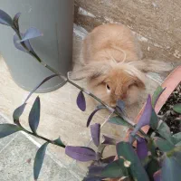 واگذاری خرگوش