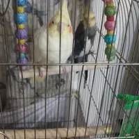 فروش یک جفت عروس هلندی سخنگو|پرنده|قزوین, |دیوار