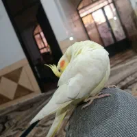 زرگان