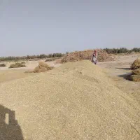 خارشتری‌کوبیده