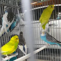 مرغ عشق انگلیسی|پرنده|تهران, جوادیه تهرانپارس|دیوار