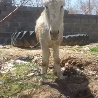 حیوان الاغ کاملا سالم و باربر