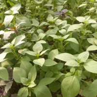 ریحان تازه گلخانه ای