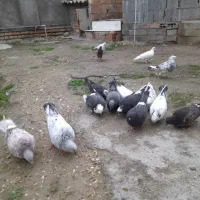 کفتر های بندرترکمن|پرنده|بندر ترکمن, |دیوار