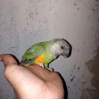 طوطی سنگال|پرنده|تایباد, |دیوار