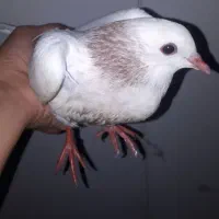 جوجه نیم طوقی