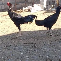 خروس فروشی